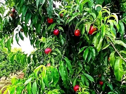 SAHİBİNDEN BAKIMLI ŞEFTALİLİK