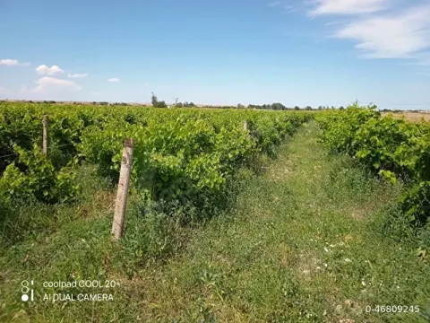 KAYABEYLİ KÖYÜ SAHİBİNDEN SATILIK 18.400 m2 BAĞ-BAHÇE VE BAĞ EVİ(açıklamayı okuyun!)
