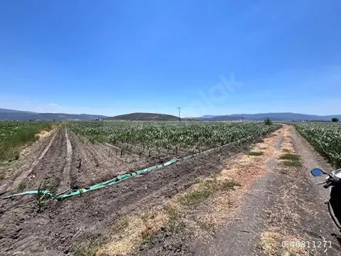 Pancar karakuyu satılık  tarla