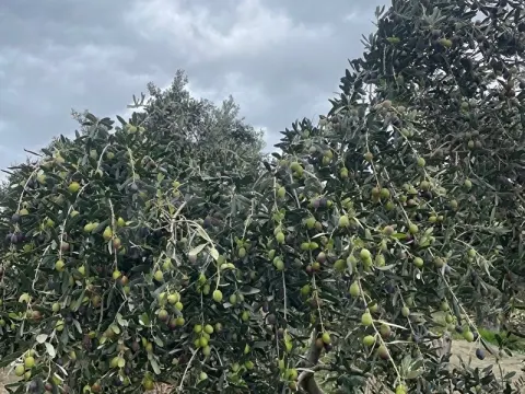 Kaçırılmayacak Fırsat