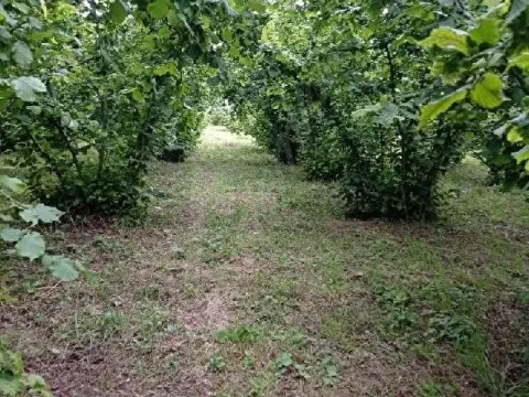 ACİL SATILIK 7 BİN METRE FINDIK BAHÇESİ