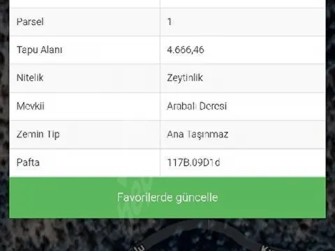 köye denize yakın zeytinlik