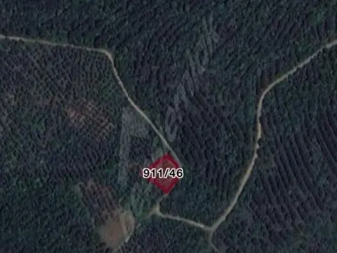 sahibinden deniz manzaralı 59 ağaçtan oluşan bakımlı zeytinlik yola cepheli