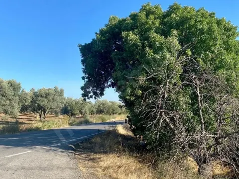İzmir yeni Foça ceviz çakmak bıçak mevki