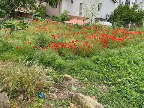 Harika konumda ruhsat hazır