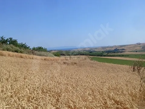Tekirdağ Husunlu asfalt yola sıfır ve cephesi olan diğer cephesi ova ve deniz manzaralı yatırımlık