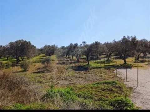 Dikili Çandarlıda yola 10m cepheli satılık