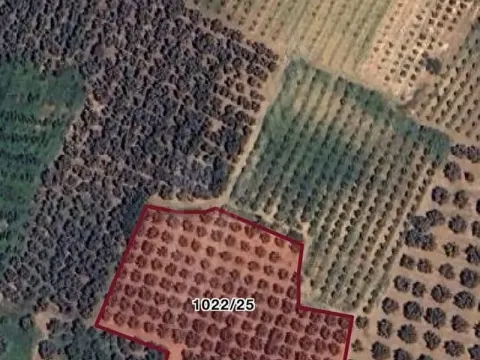 İznik Ömerli’de 130 Ağaç Zeytinlik