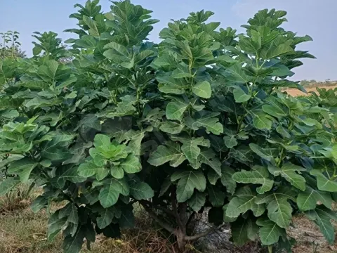 Sahibinden Satılık Bahçe