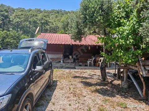 Yanıklar da bahçe tarla