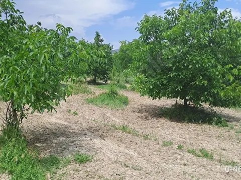 SAHİBİNDEN ACİL SATILIK BAHÇE