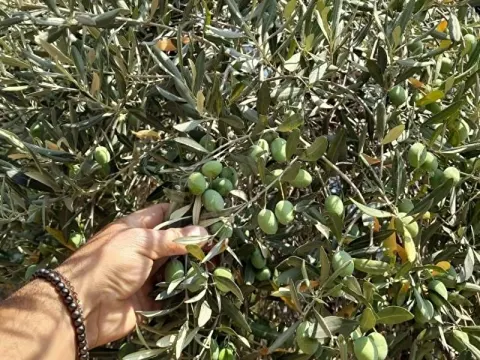 MUĞLA MİLAS KARACAHİSAR'DA KÖY YERLEŞİK ALANINDA TEK TAPU BAHÇE