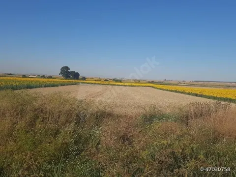 SAHİBİNDEN TEK TAPU YATIRIMLIK ANA YOLA YAKIN TARLA UYGUN FİYATLI