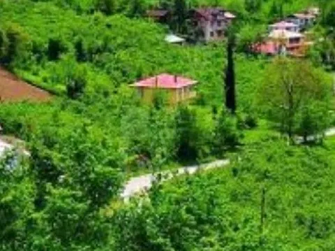 Satılık fındık bahçesi