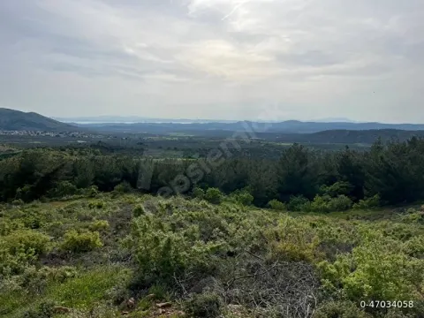 AYVALIK TIFILLAR MH. 480 m2 İMARLI ARSA