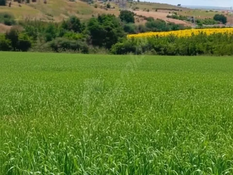 PEHLİVANKÖY/KUŞTEPE SATILIK ARAZİ