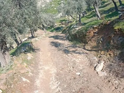 Uygun fiyata kelepir zeytinlik