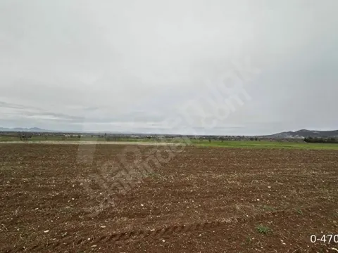 Sahibinden Denizli Bekilli 4168 metrekare müstakil tapu düz verimli arazi