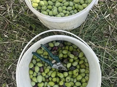 Milas pınarcıkta verimli ve yatırımlık zeytinlik