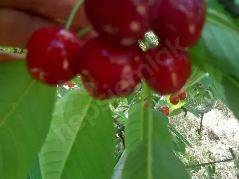 kiraz bahçesi yola yakın