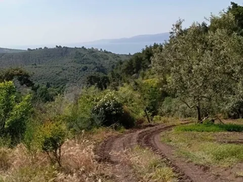 GÜNDOĞDU'DA DENİZ MANZARALI 1.5 DÖNÜM TEK TAPU ZEYTİN