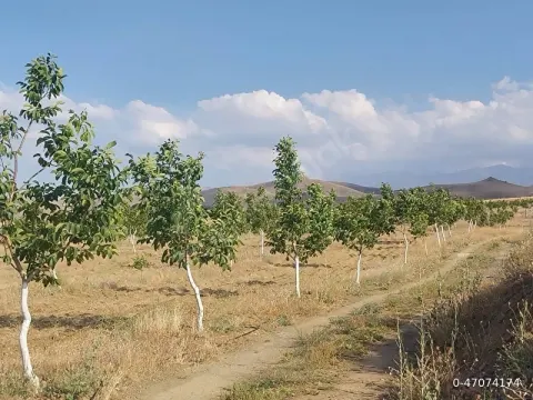 NİĞDE ULUKIŞLA OTOBAN ÇIKIŞINDA SATILIK 5 YAŞ CEVİZ BAHÇESİ