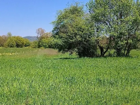 SÜPER TARLA