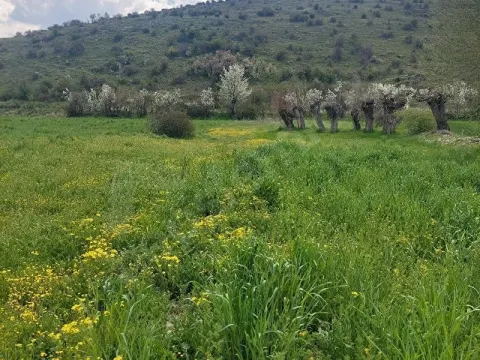 ŞUHUTA 3 DAKİKA AFYONA 5 DAKİKA MESAFEDE BULUNAN 1200 M2 TARLAMIZ SATILIKTIR