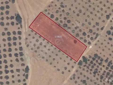 Ezine Kumburun’da, Asırlık Zeytinli 2.935 m² Satılık Bağ,Denize Yakın