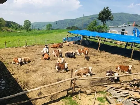 Satılık Ahır , Ev , Fındıklık