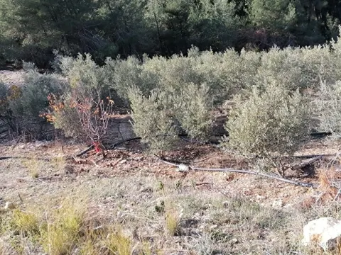 Musalı’da Sahibinden Satılık Zeytinlik