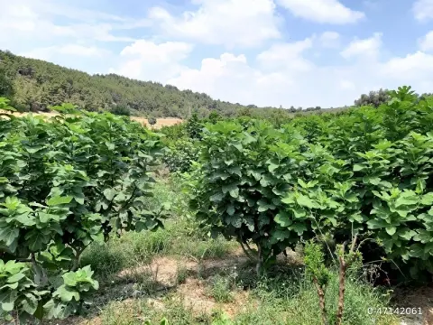 Sahibinden İncir Bahçesi