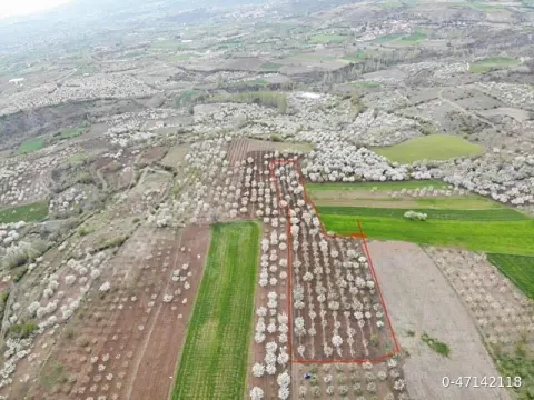 Kocacık köyünde DAİRE TAKASLI merkeze 3 km uzaklıkta kiraz bahçesi