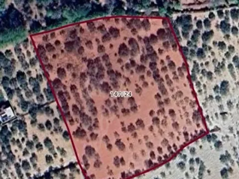 Arılda yetişkin fıstık bahçesi