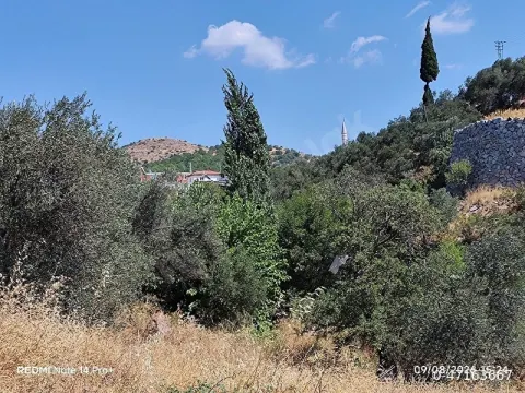 satılık zeytinlik