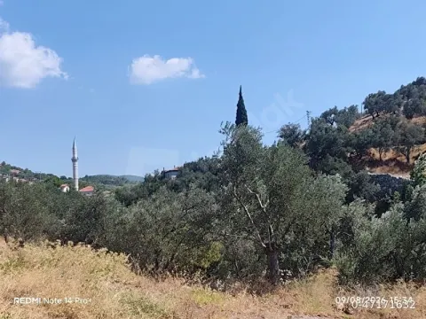 satılık zeytinlik