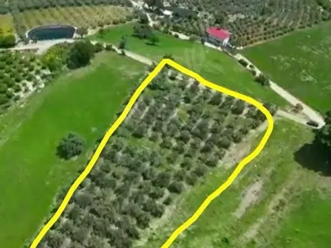Sahibinden satılık Zeytin bahçesi