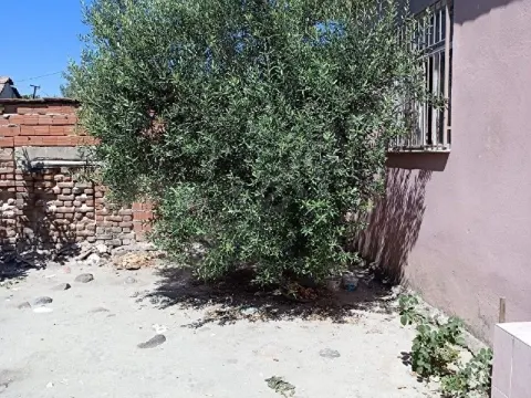 Satılık tirilya zeytinlik 14.449,99m2