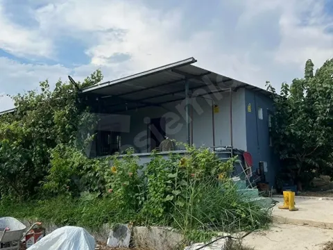 Sahibinden Mersin/Tarsus Hacıhamzalı’da 13.300m2 Bahçe