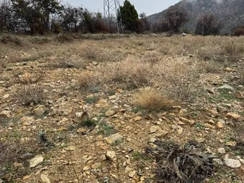 Denizli Çameli Cumaalanı sahibden satılık tarla