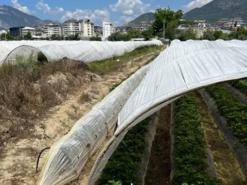 ANAMUR MERKEZE YAKIN STRATEJİK KONUMDA YATIRIMLIK TARLA