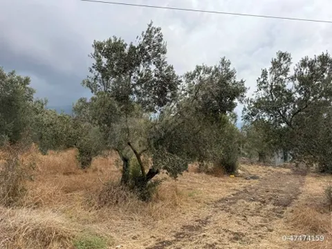 Aliağa Bozköy Helvacı'da Yola Cephe 205m2 Zeytinlik